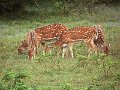 G (127) Chital deer- Yala NP